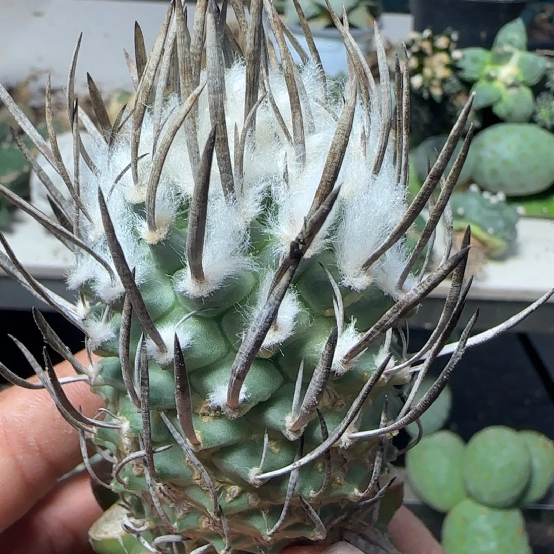 无花朵炭烧刺娇丽