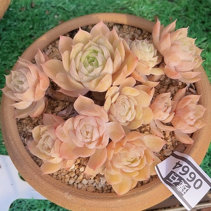 昂斯诺0664多肉植物