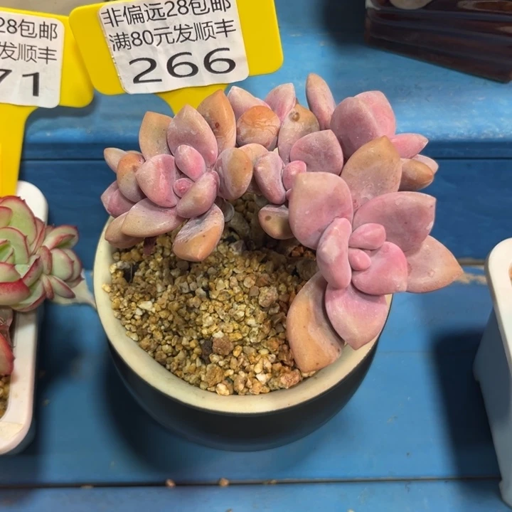 大266，bcnvnnnnnfgh