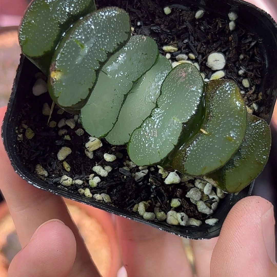 隼玉扇十二卷多肉植物