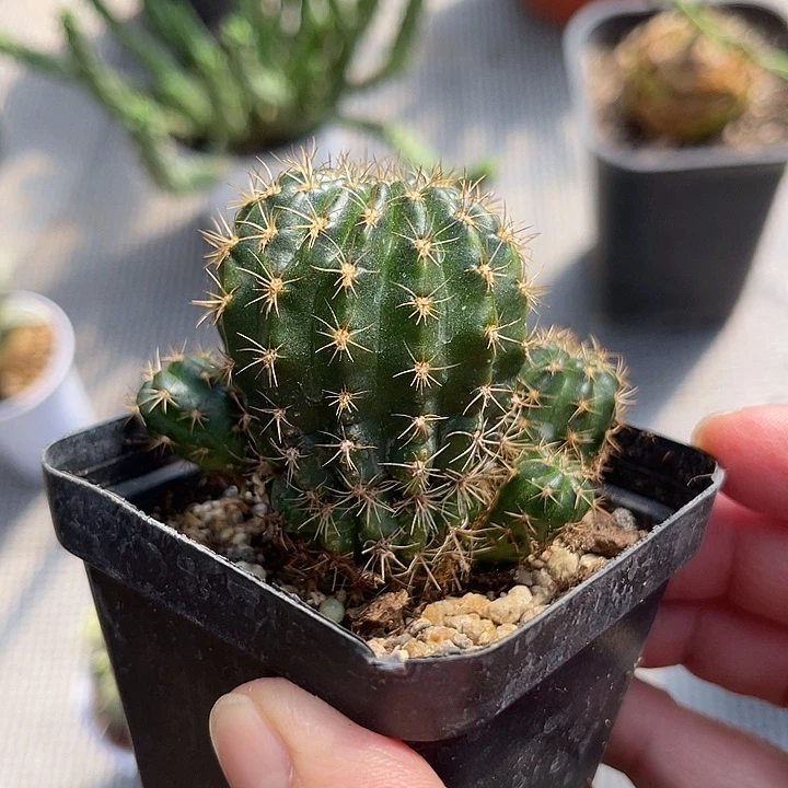 无花朵实生仙人球一物一拍