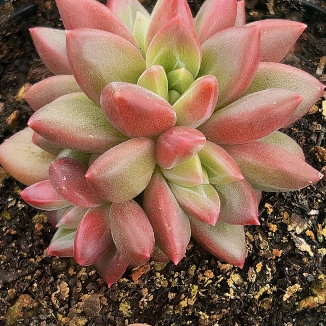 1颗美人系列多肉植物