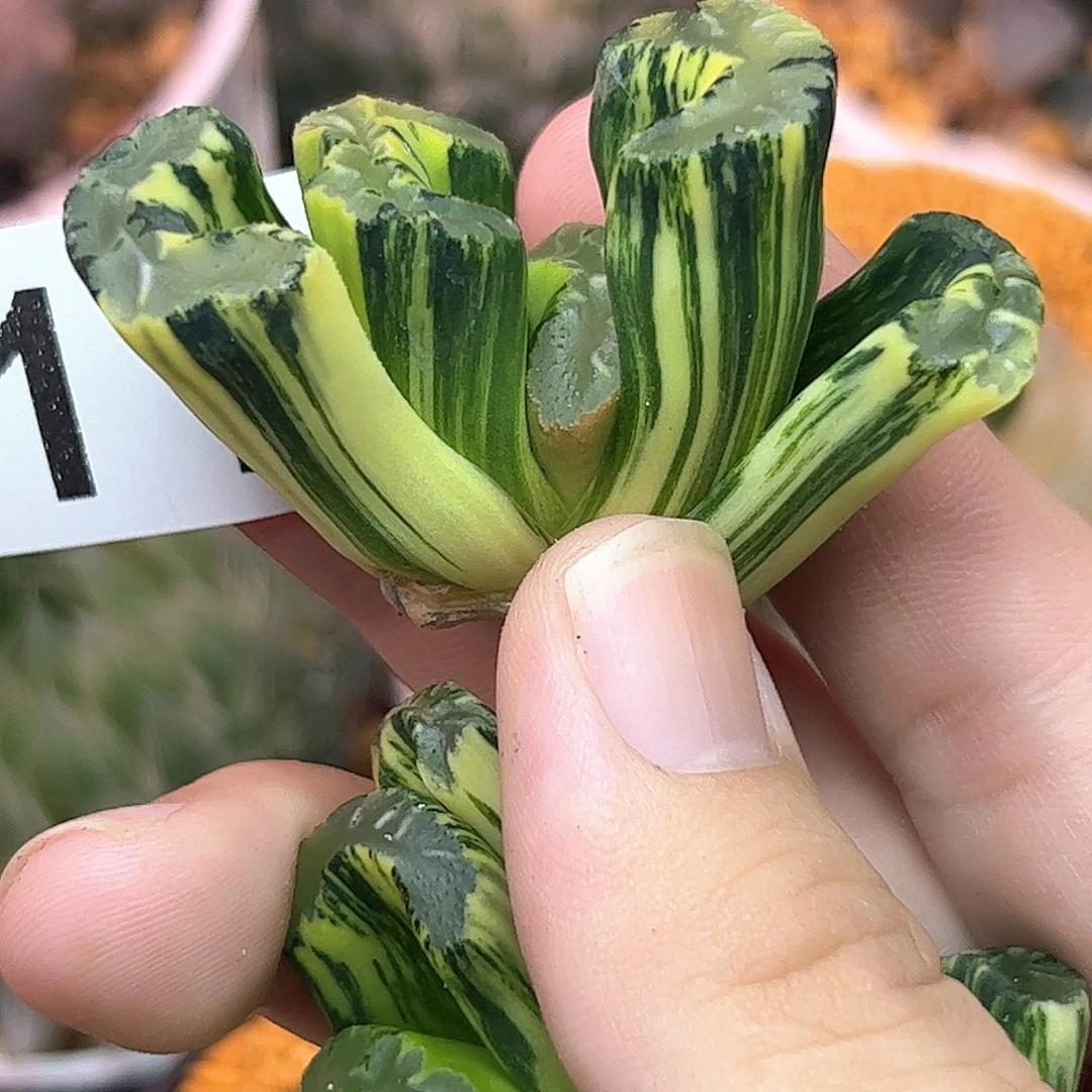 311红红火火恍恍惚惚