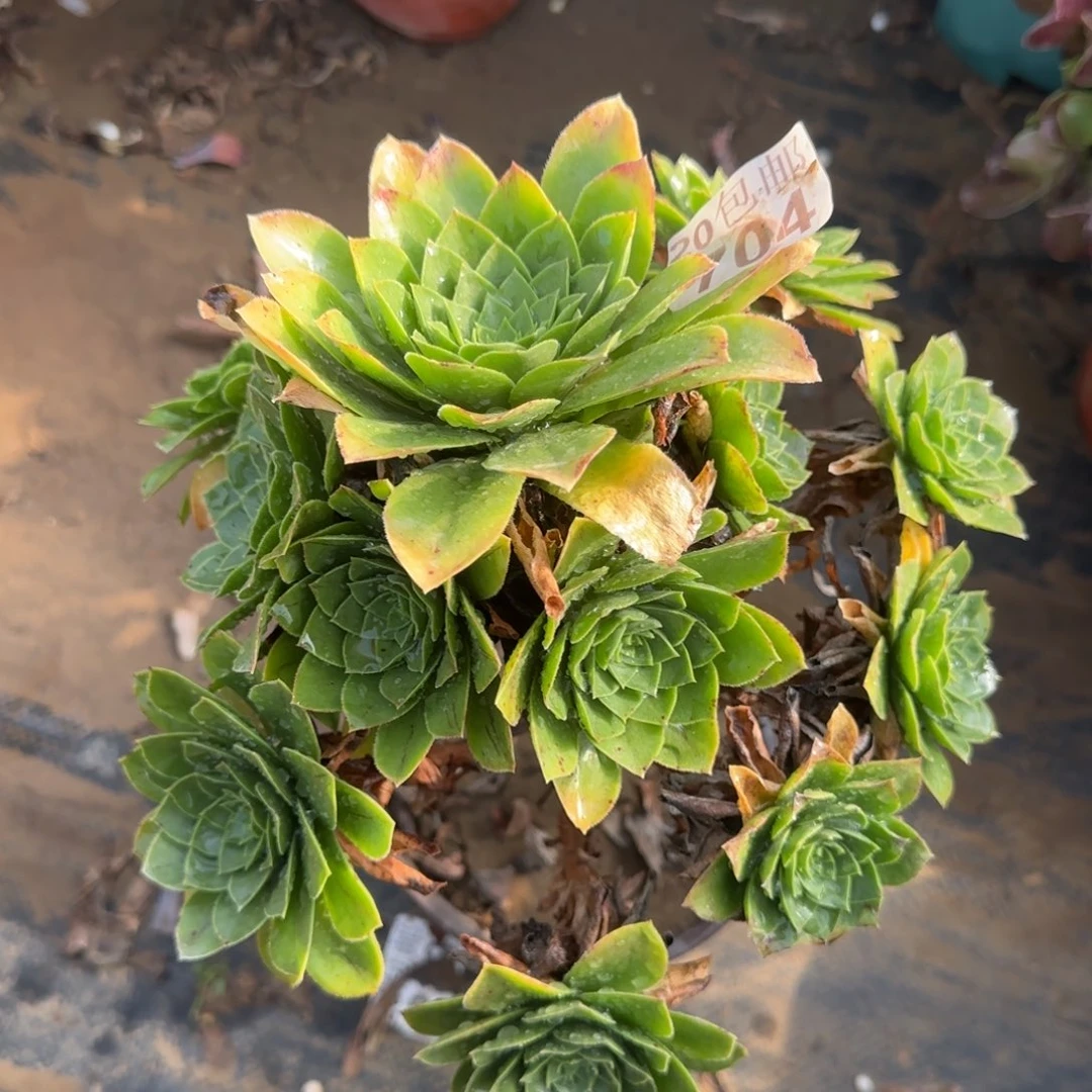 木法沙704满20包邮断枝不包