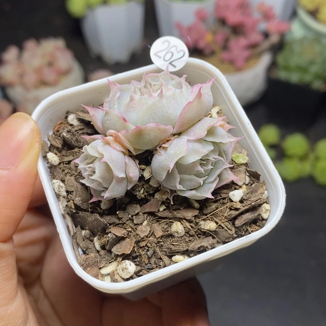 精品多肉小冠服262