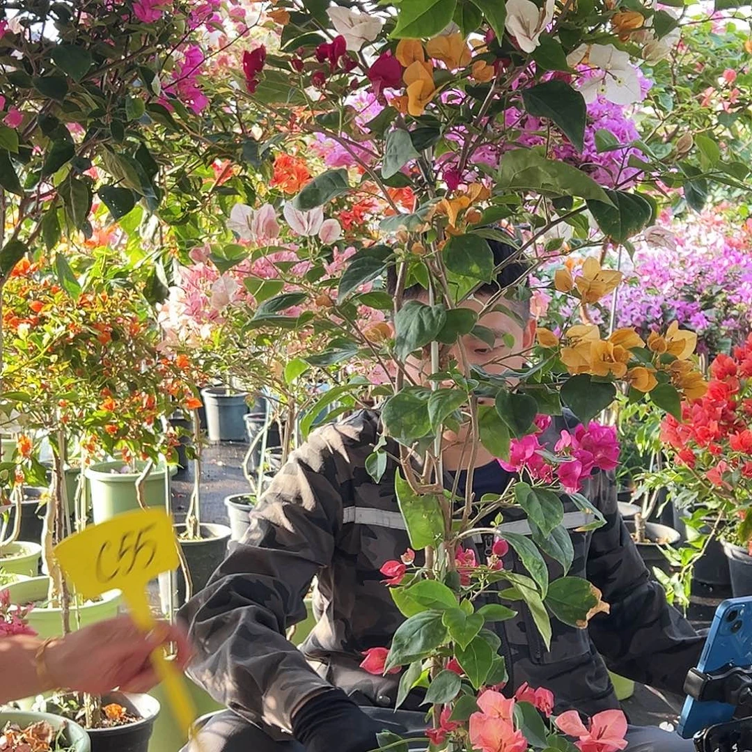 ****大部分花苞少量开放C55多色