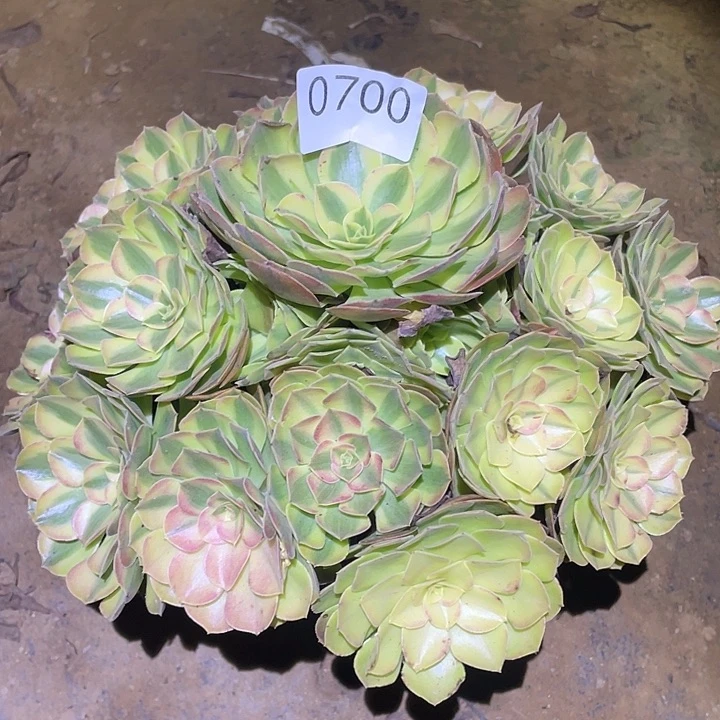 多肉植物法师700雨荷