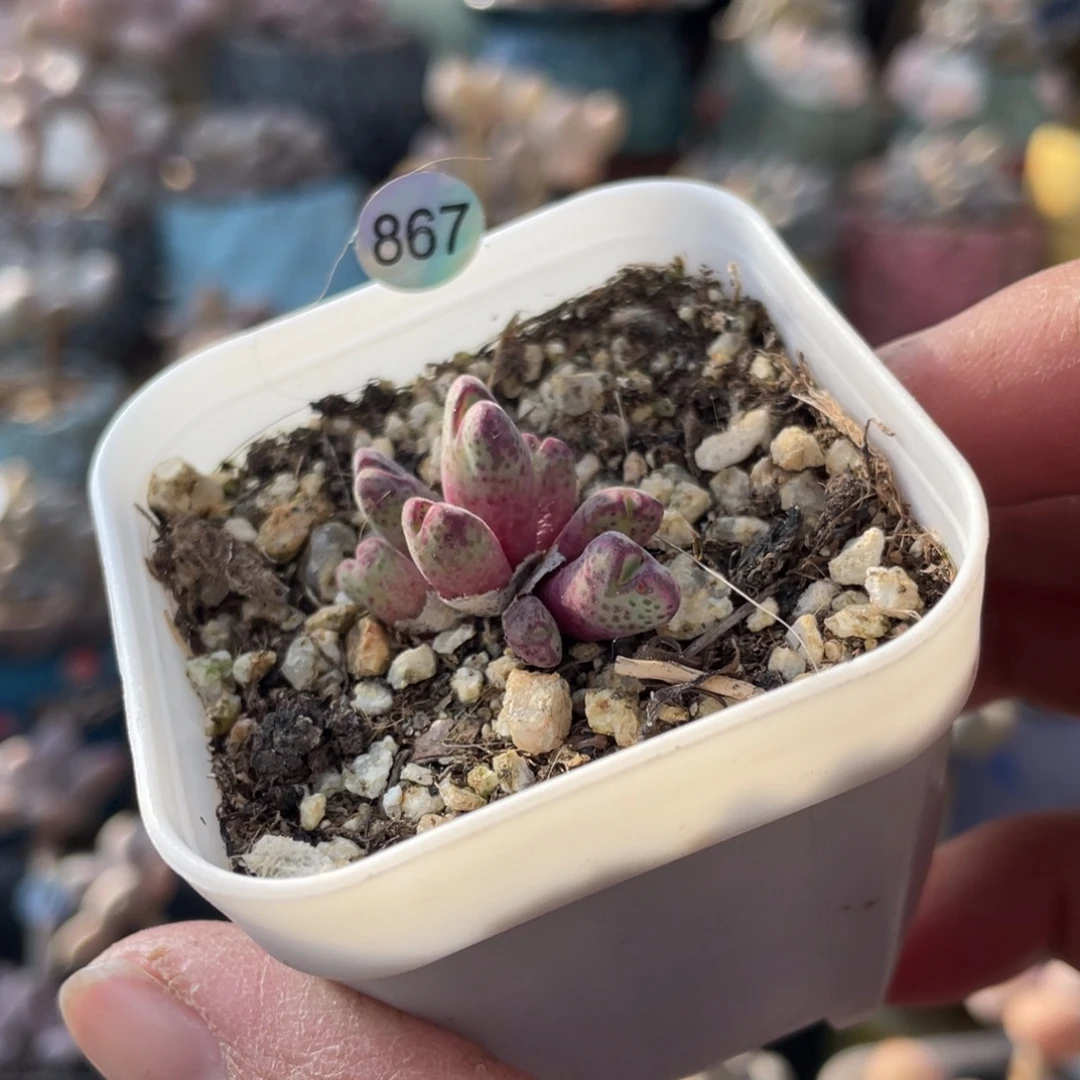 猪蹄肉缀多肉植物