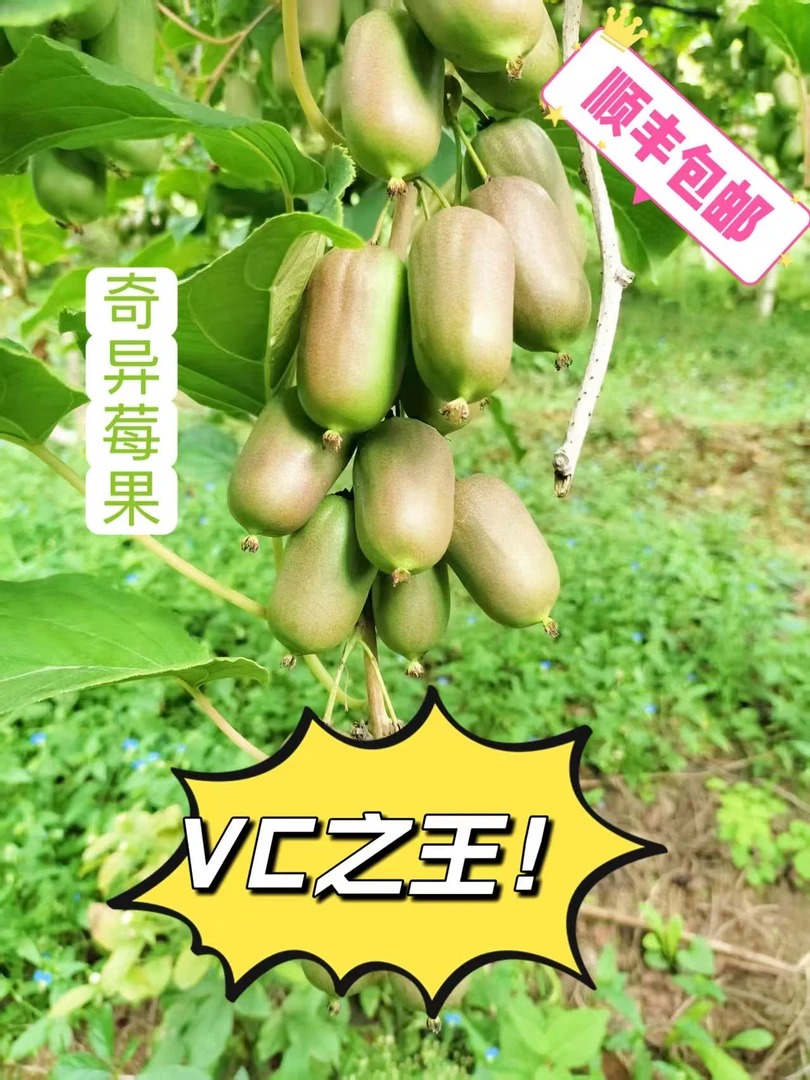 《顺丰包邮》软枣猕猴桃（奇异莓）珊珊