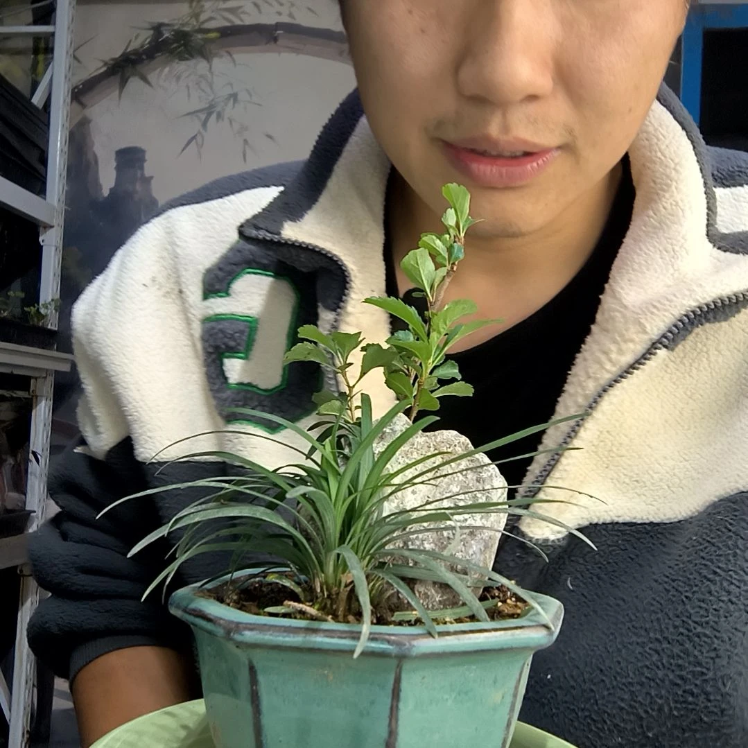 星*中青园艺一物一拍273