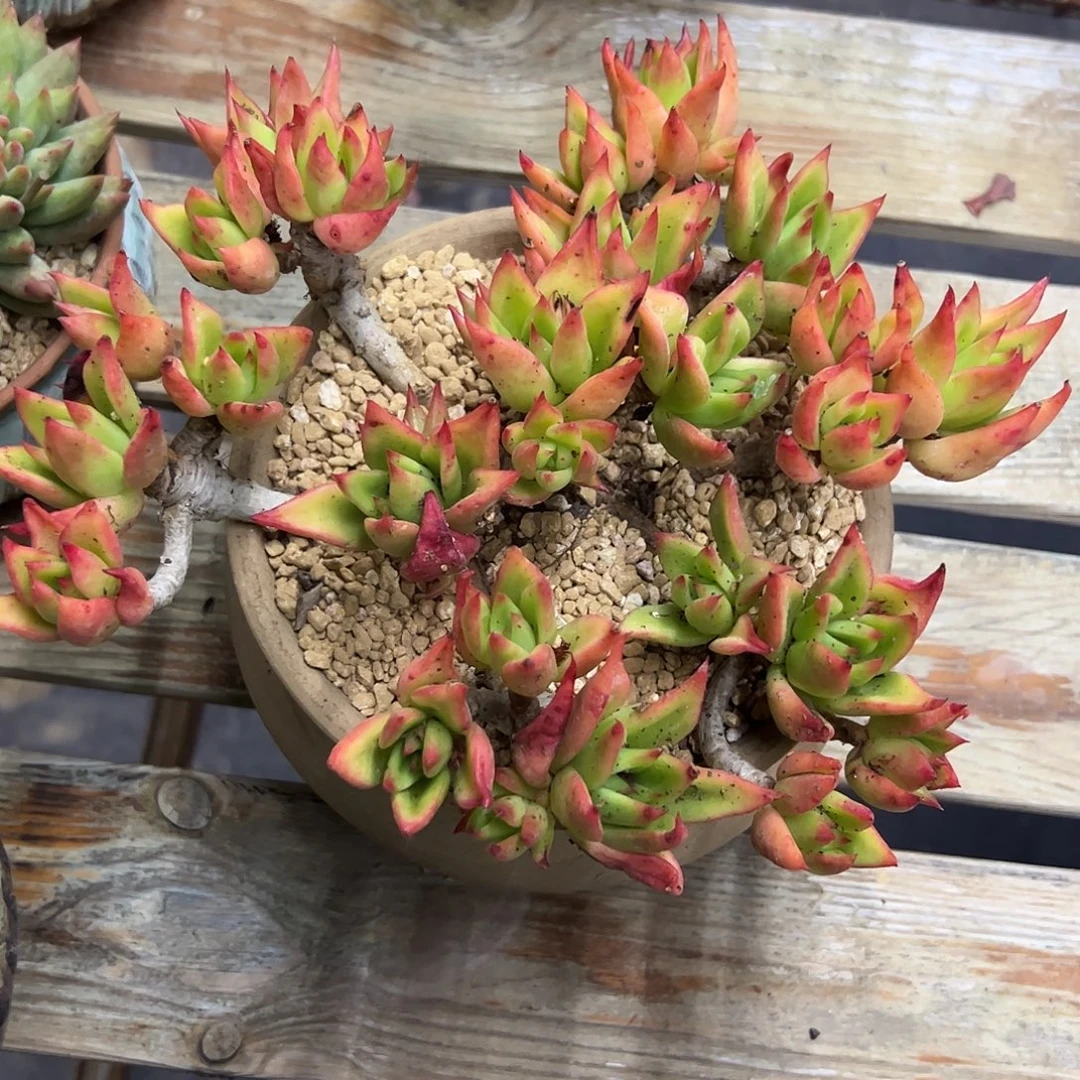 赤星东云38 零零多肉植物