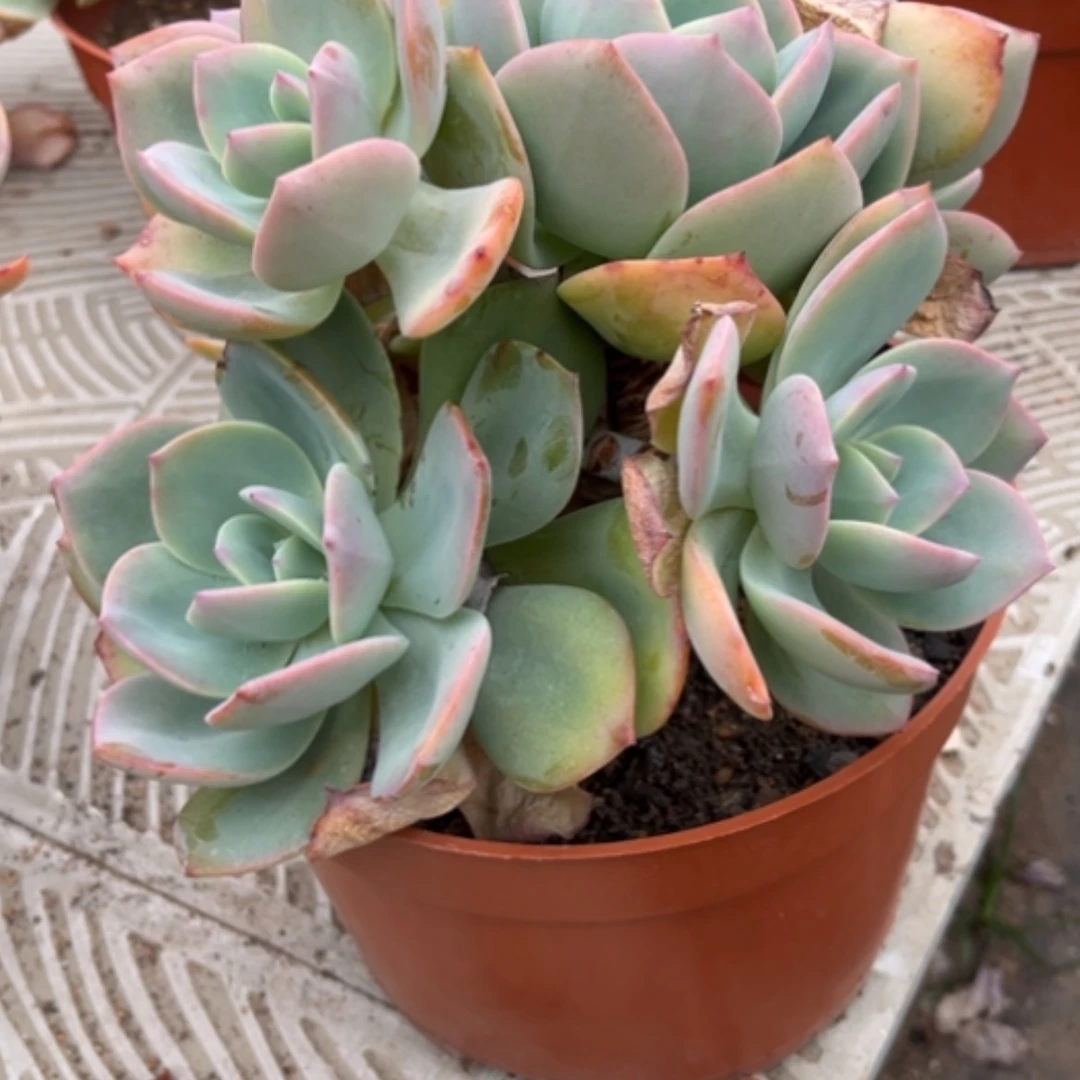 【闪购商品】L****?白凤