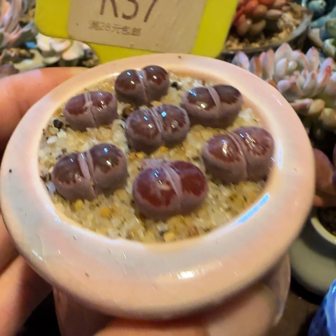 是***呀多肉植物橘带不耐服啊