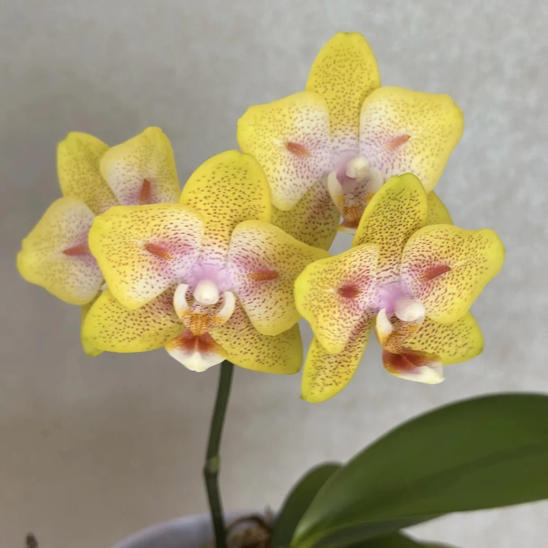 9号蝴蝶兰【海绵宝宝】自带两眼3.0加高双剑苗