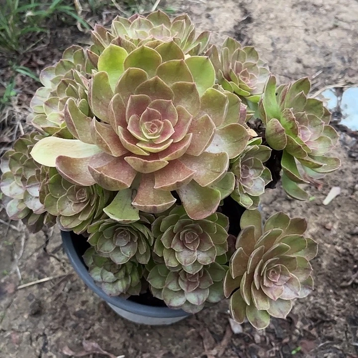 多肉植物赤焰莲600号