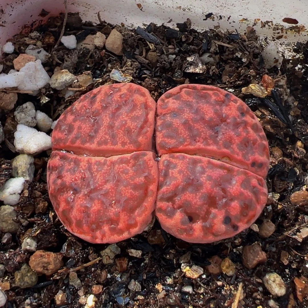 175多肉植物种类和