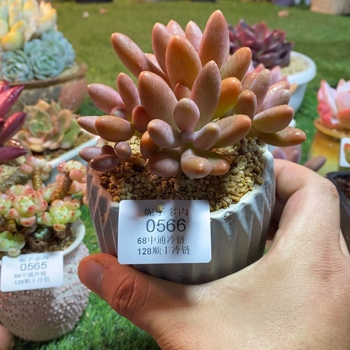 0566啊啊啊啊啊啊啊啊啊