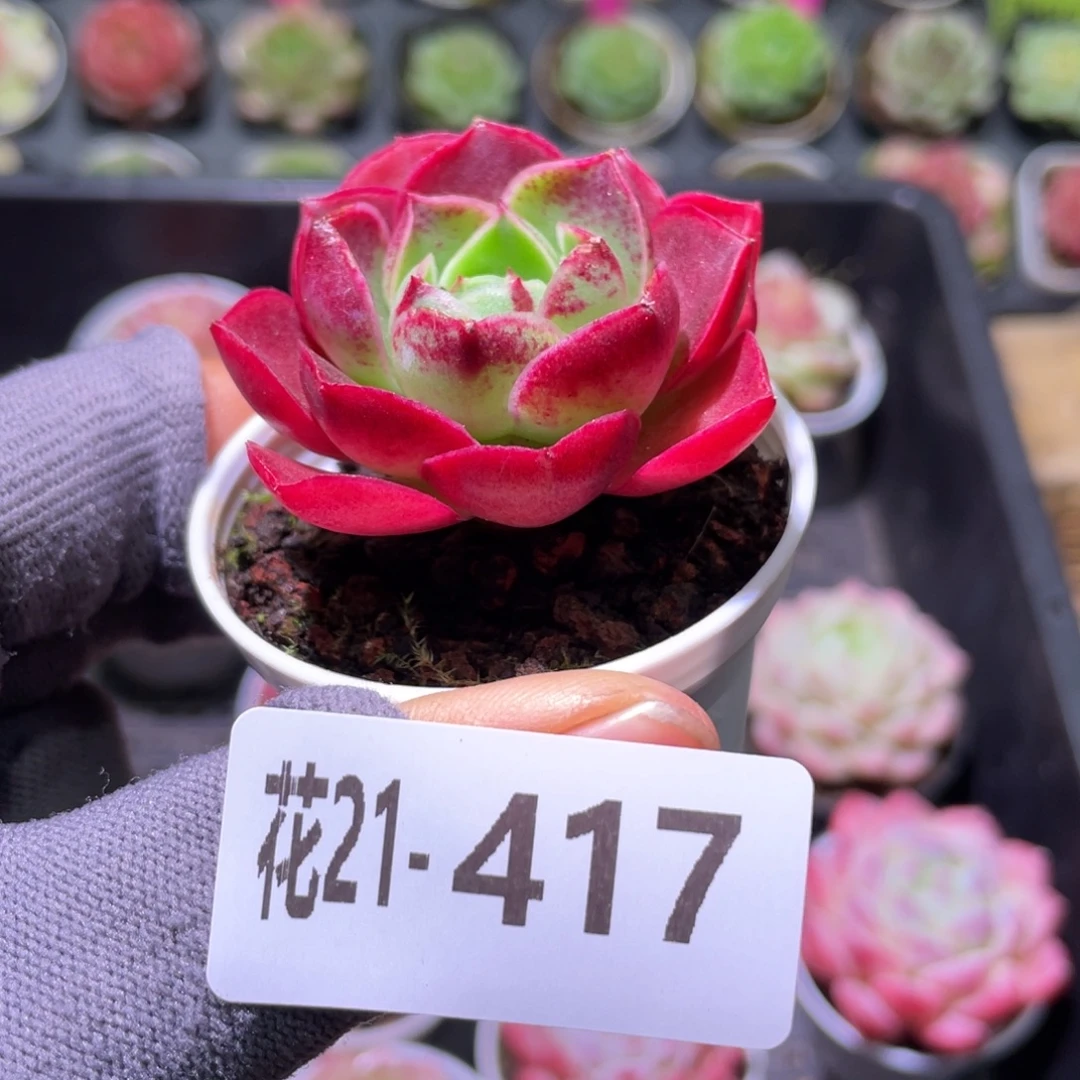 花利美21-417红玫瑰