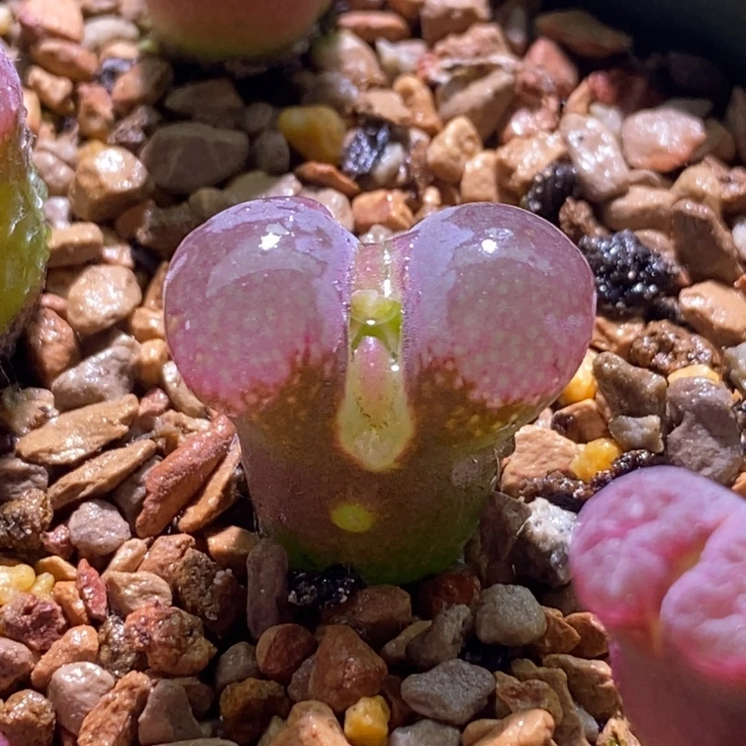 好看好看矮墩墩恩东风铃