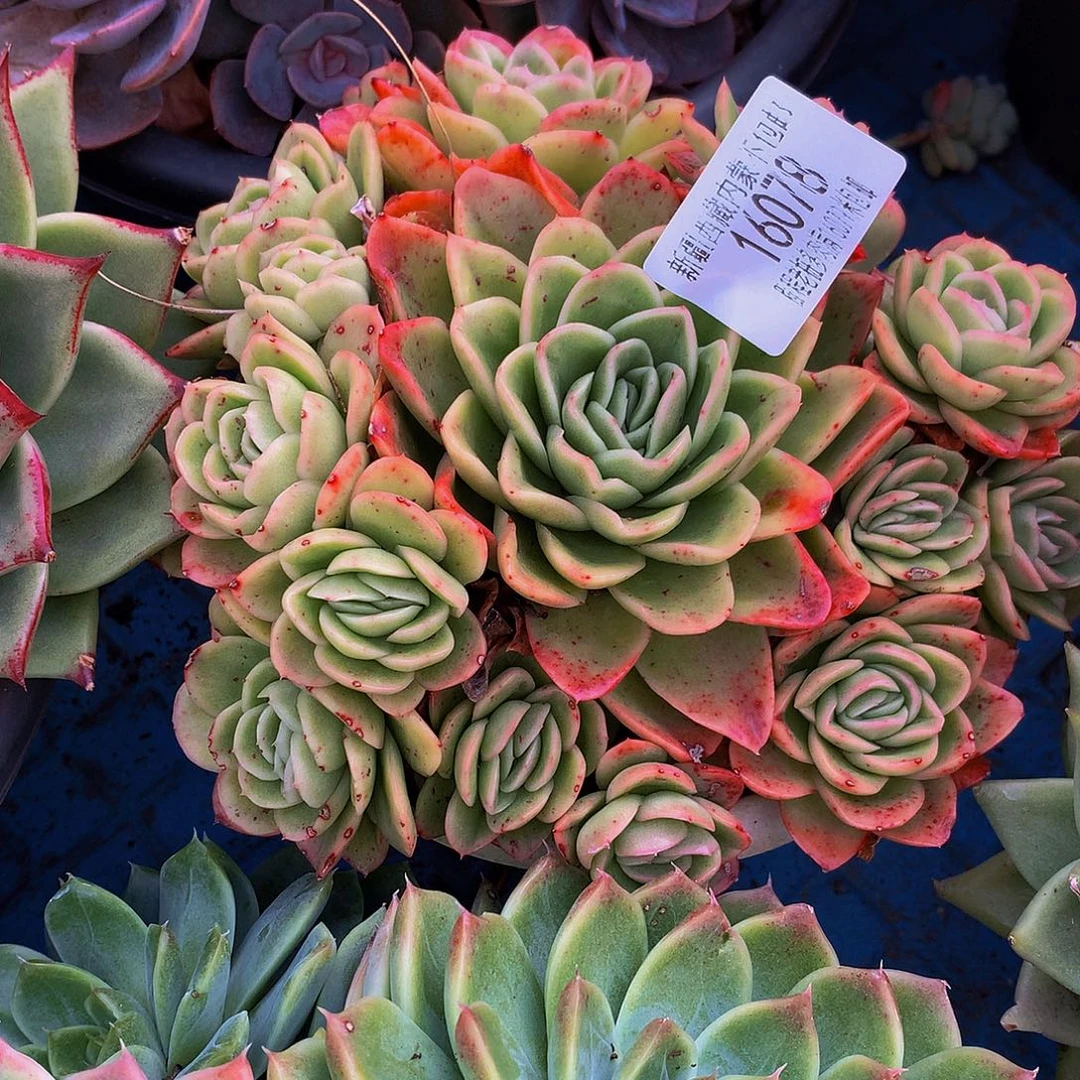 爱***姨冰玫瑰16078多肉多肉