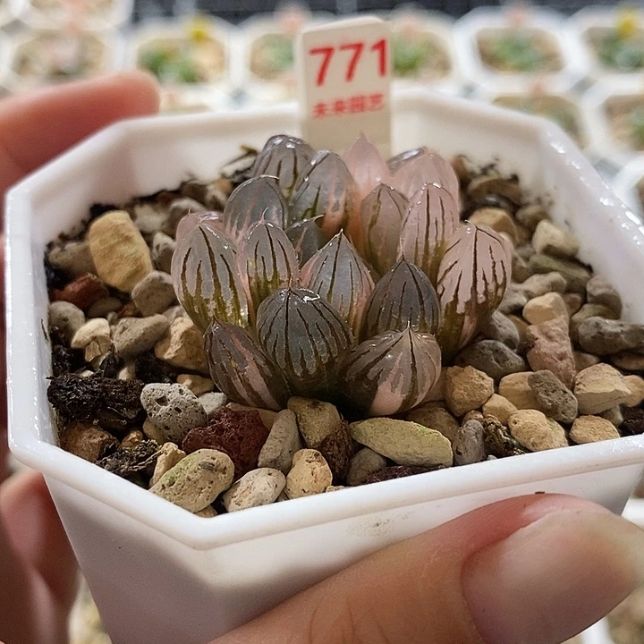 771霓虹灯玉露锦一物一拍