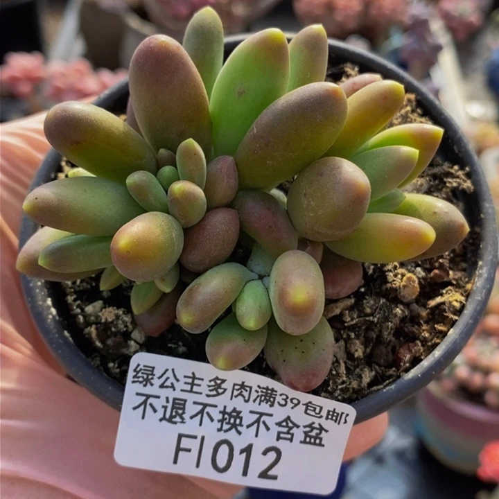 金蝉芒果奶7cm1012多肉植物