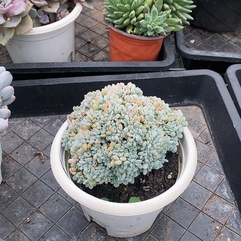 【闪购商品】玛瑙缀2488