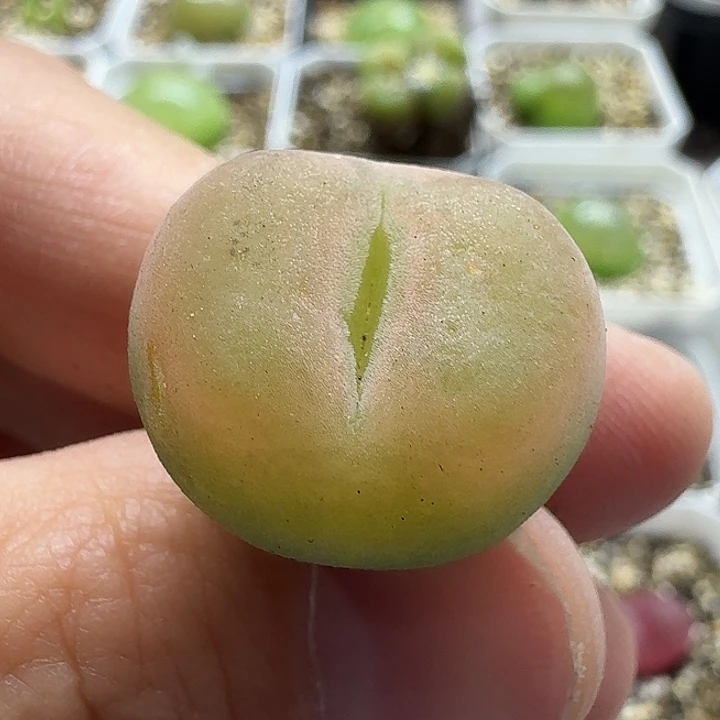 老马生石花o泡1703