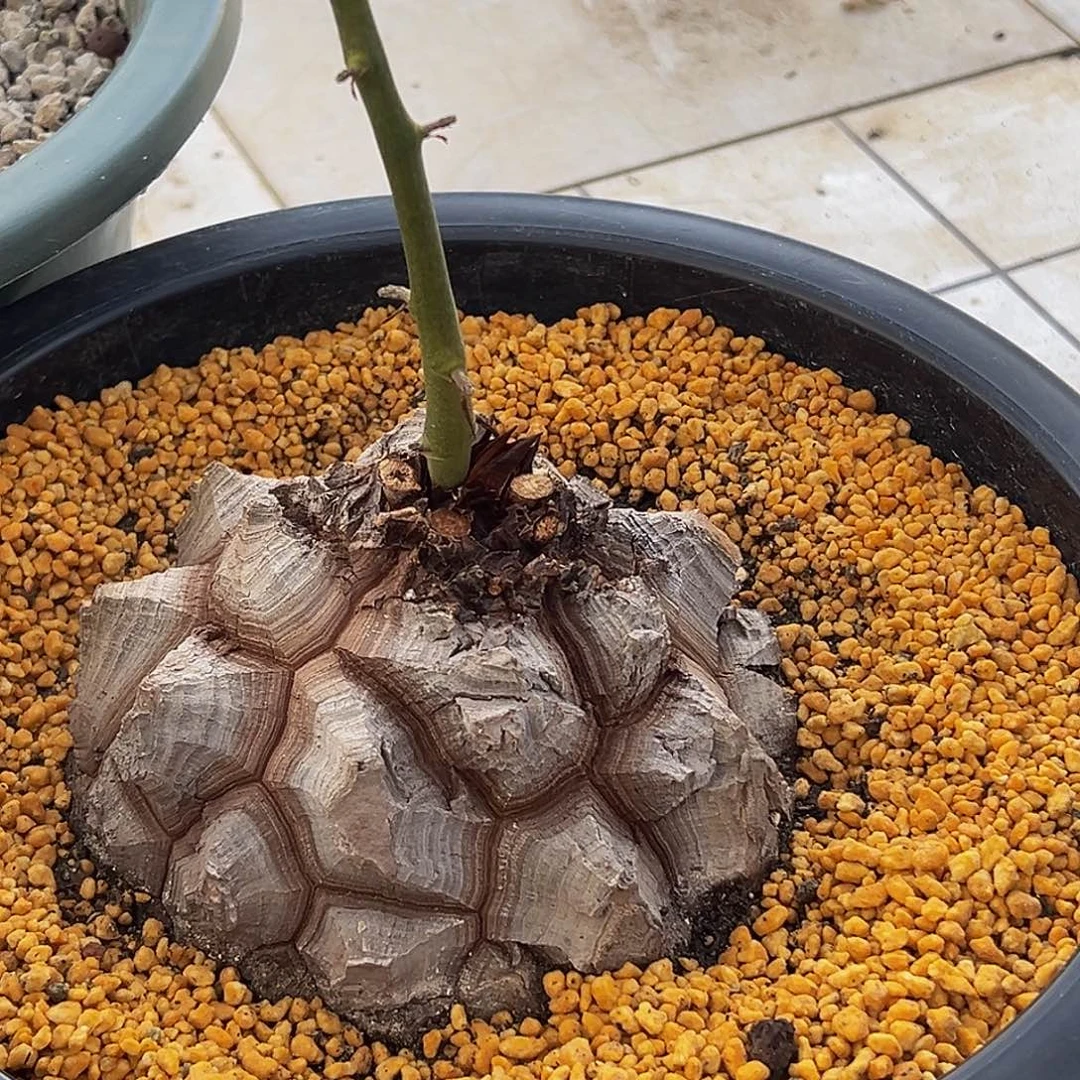 精品大甲龟8888888558888