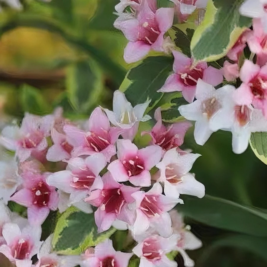 花叶锦带粉锦带观叶花苗盆栽花园庭院多年生灌木花卉