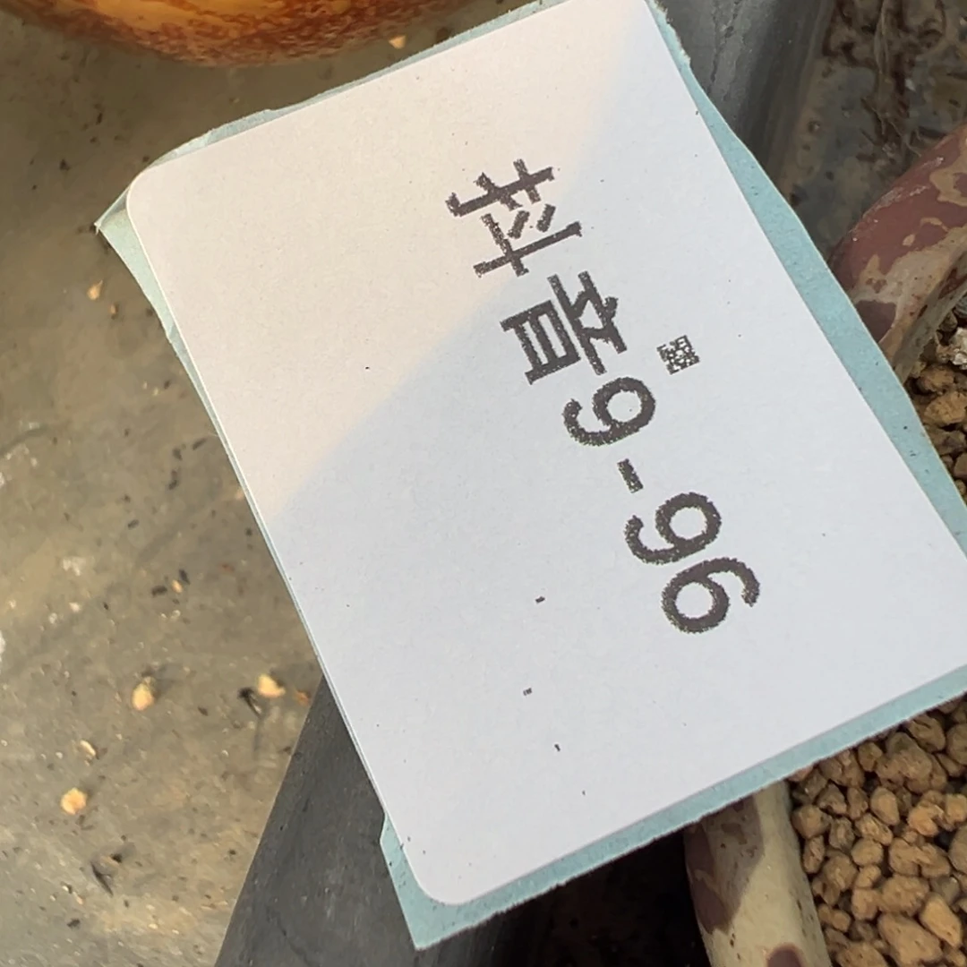 霧***岚9-96肉锥多肉植物