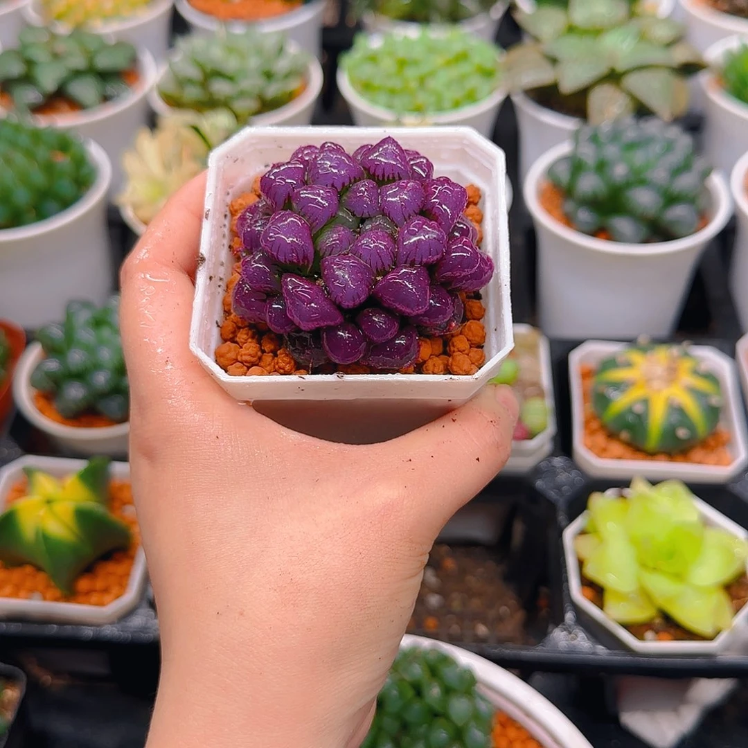 紫宝石冰灯玉露，原盆，人工上色