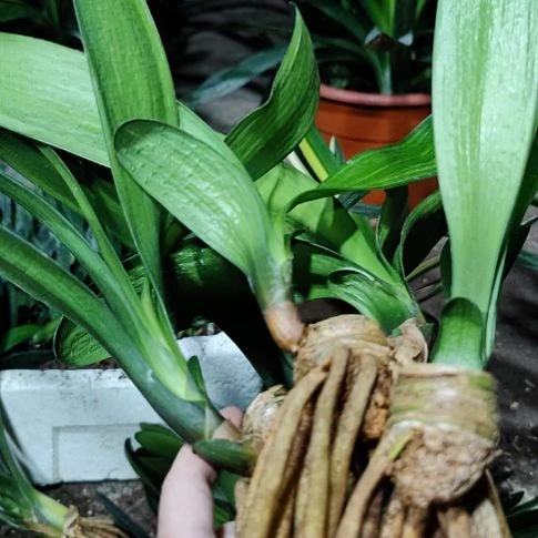 当前无花栽培后可以开花