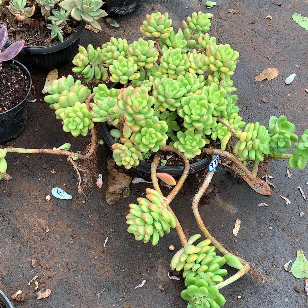 979香格里拉 一物一拍多肉