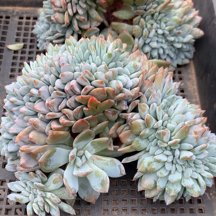 多肉植物星影缀化