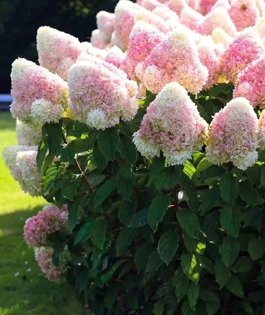 【雪峰棒棒糖】5加仑 圆锥绣球多年露天苗好养原盆原土基地直发