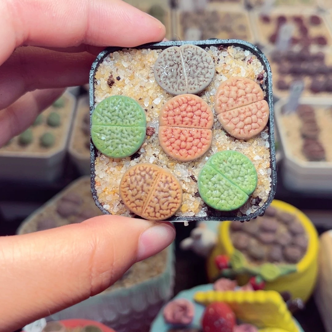 124号带盆包邮发货