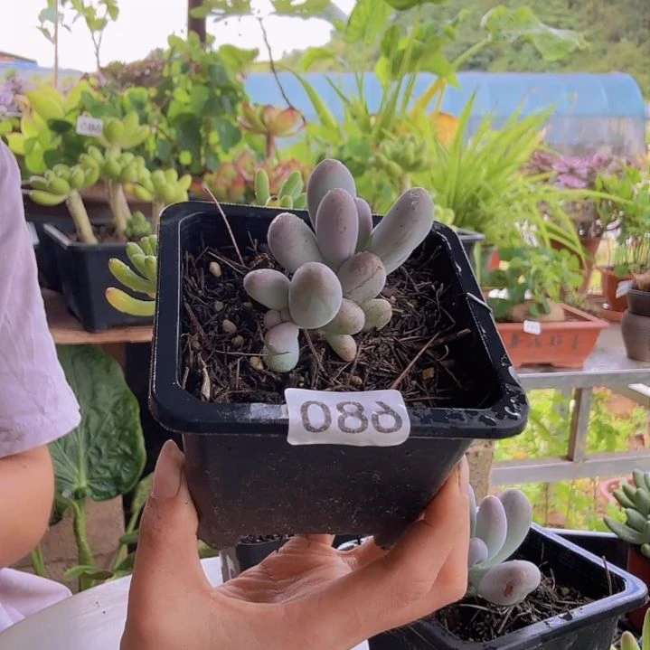 680号一物一拍 一物一拍