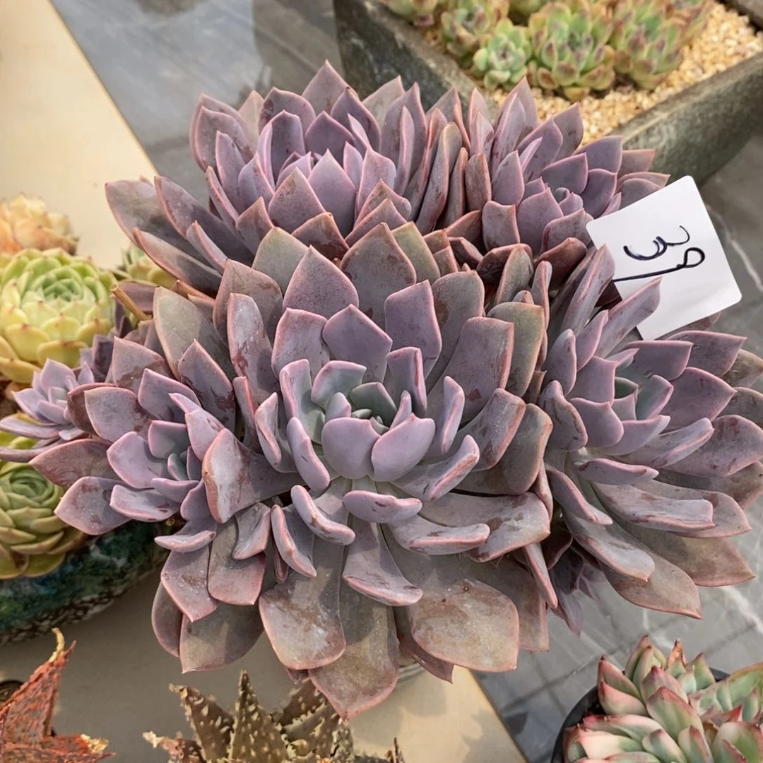 黛比群生多肉多肉39