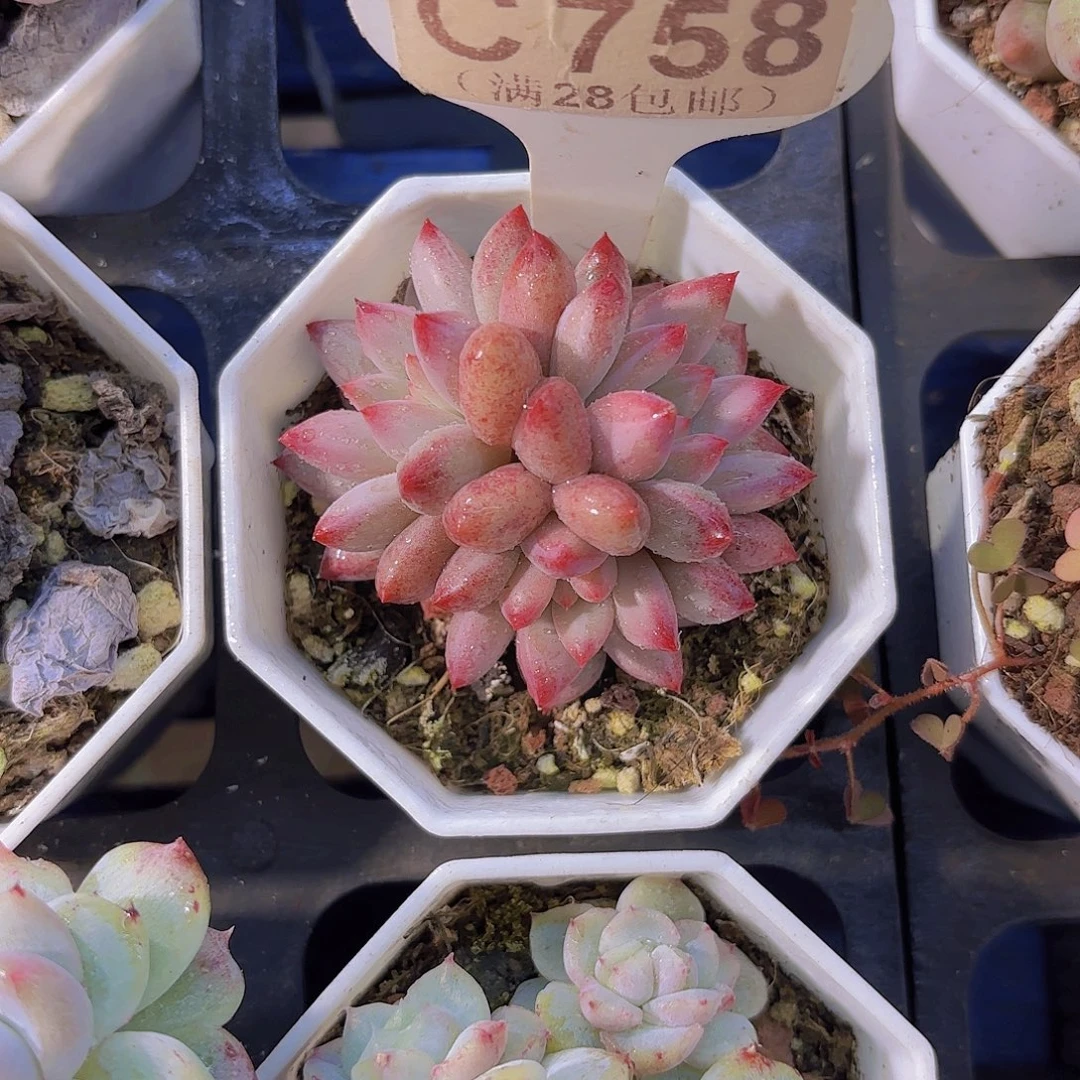 C758虞美人一物一拍