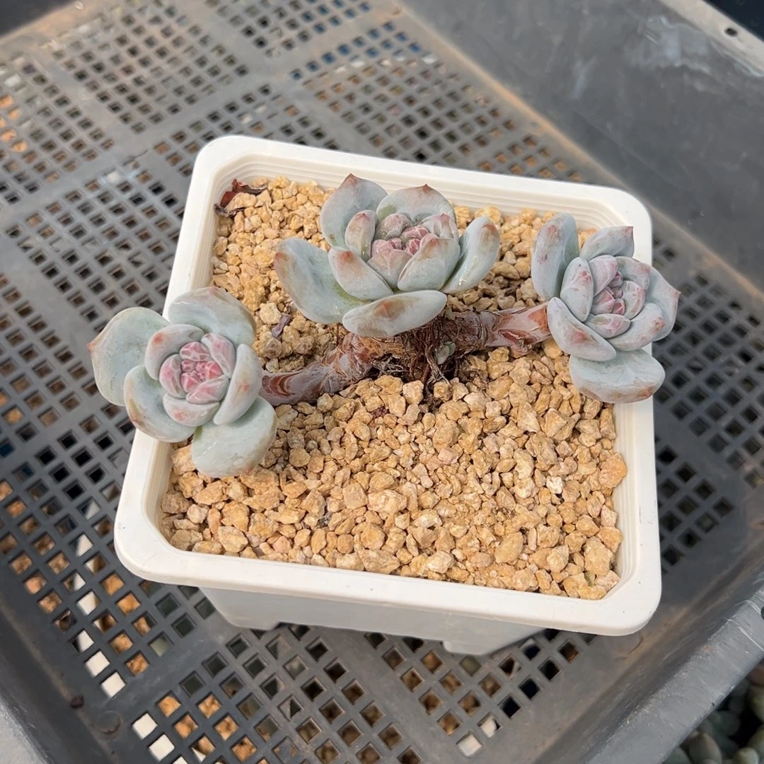 ❦***❧精品多肉一物一拍