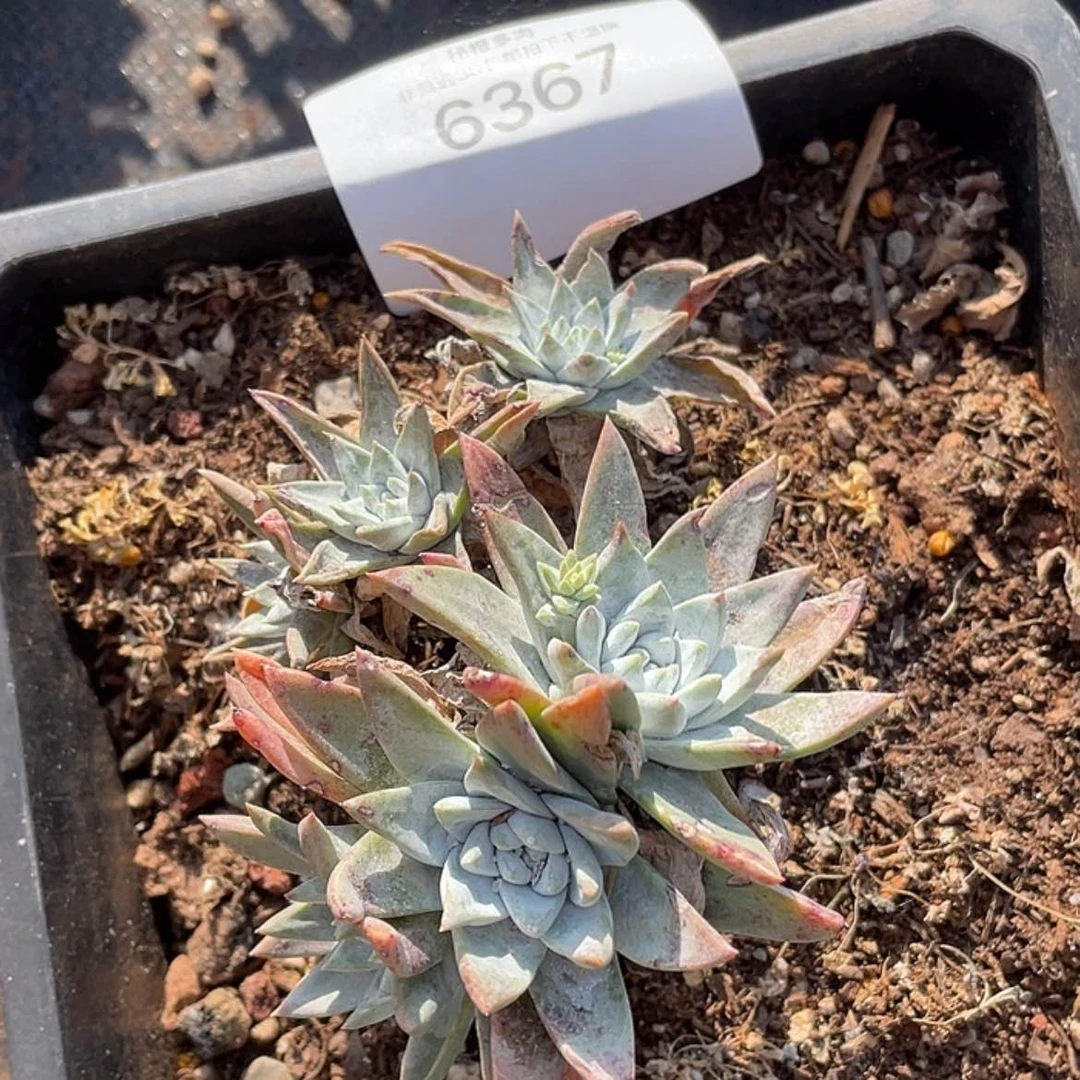 【闪购商品】白雪雪