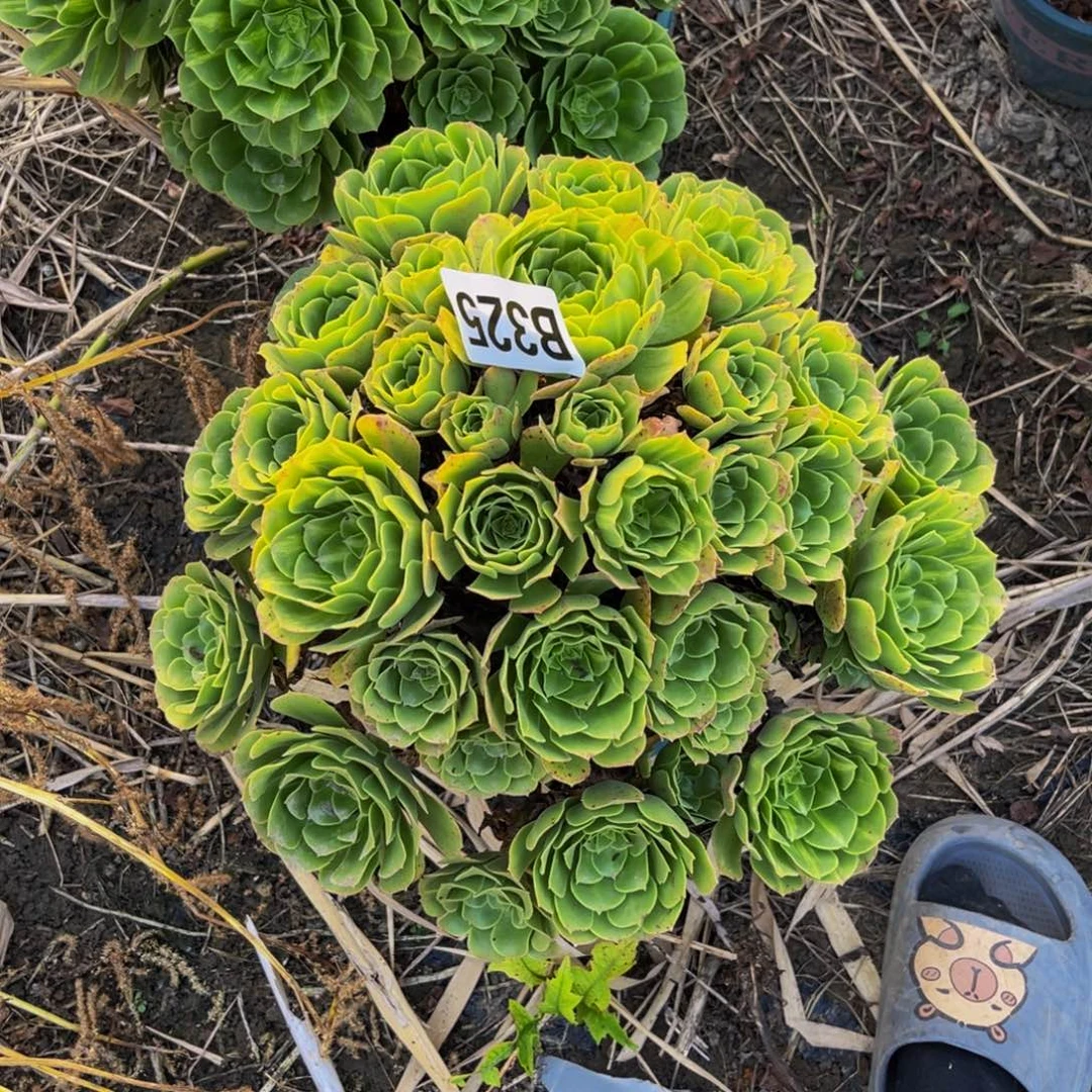 翡翠琉璃13///41包邮