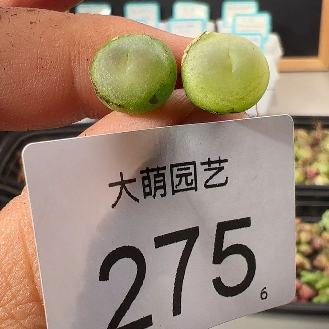0000275 一物一拍……