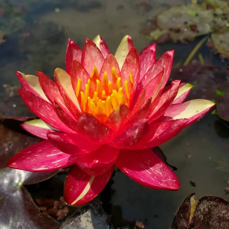 【万维莎】百变女王重瓣睡莲根块带芽花苞适合庭院阳台的水培植物