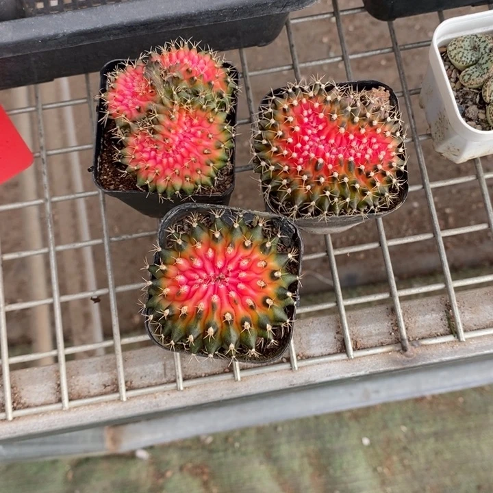 何*乌伯克利和格蕾纳等著名音乐家