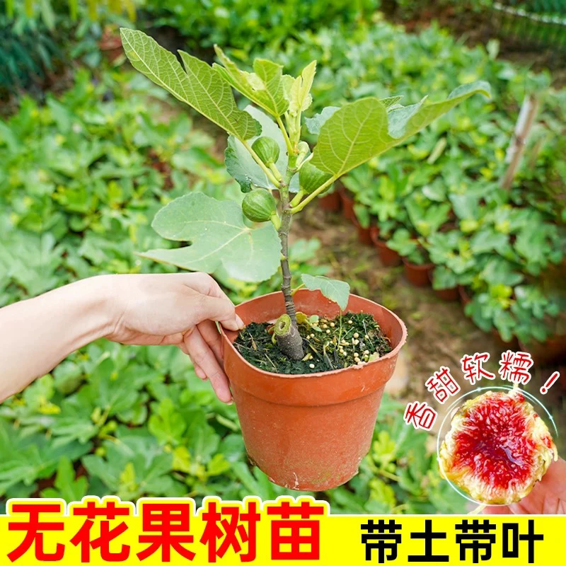 【一物一拍无花果】盆栽地栽南方北方当年结果