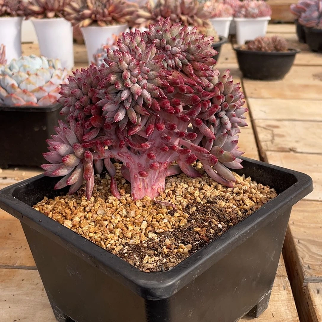 多肉植物多肉植物