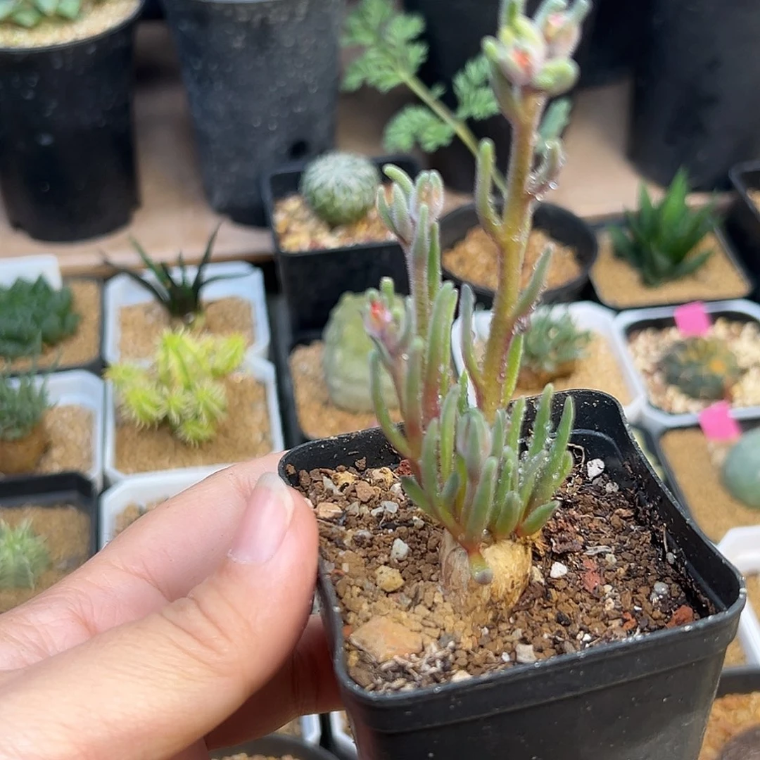淡清霜母本开花株一颗