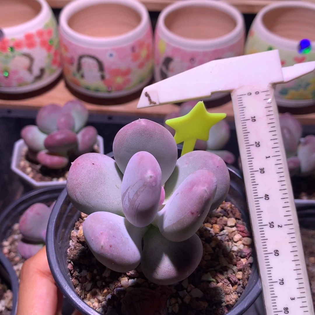 小屁桃 不凑满28元发一片叶 不售后 到付